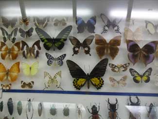 Butterfly collection, Butterfly Farm Penang, Teluk Bahang