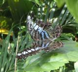 Butterfly Farm Penang