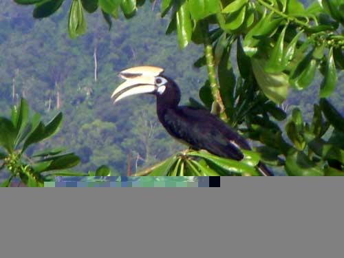 Hornbill at Pangkor Laut