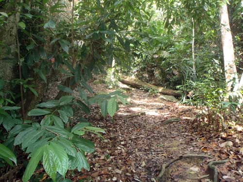 Jungle trekking Teluk Segadas to Pasir Bogak