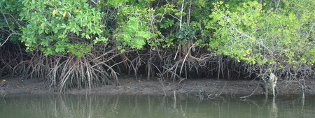swamps near Lumut