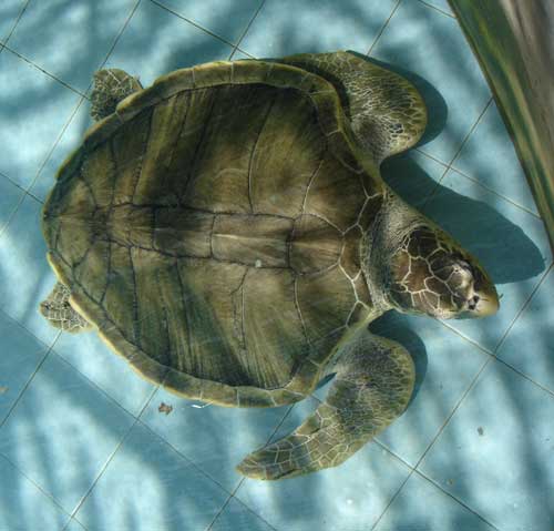 Turtles in Segari, Turtle Management Center