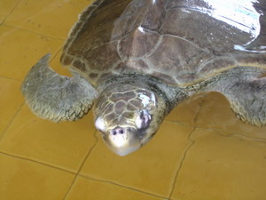 Turtles in Segari