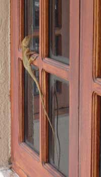 Lizard at the window of my house in Sitiawan