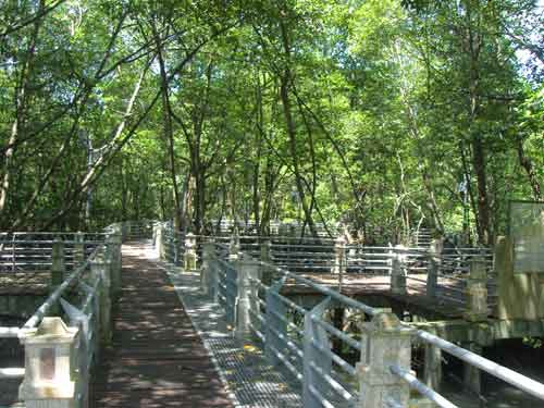 Mangrove forest park near Lumut